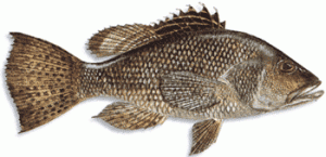 Centropristis striata.