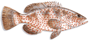_Epinephelus adscensionis
